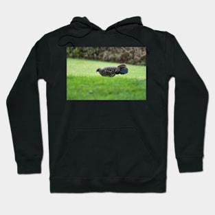 Ring-necked pheasant 2 Hoodie